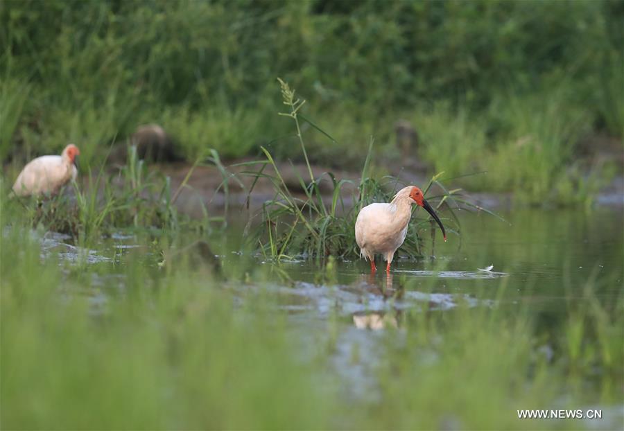 CHINA-SHAANXI-XI'AN-WILD CRESTED IBIS (CN)