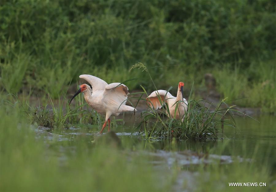 CHINA-SHAANXI-XI'AN-WILD CRESTED IBIS (CN)