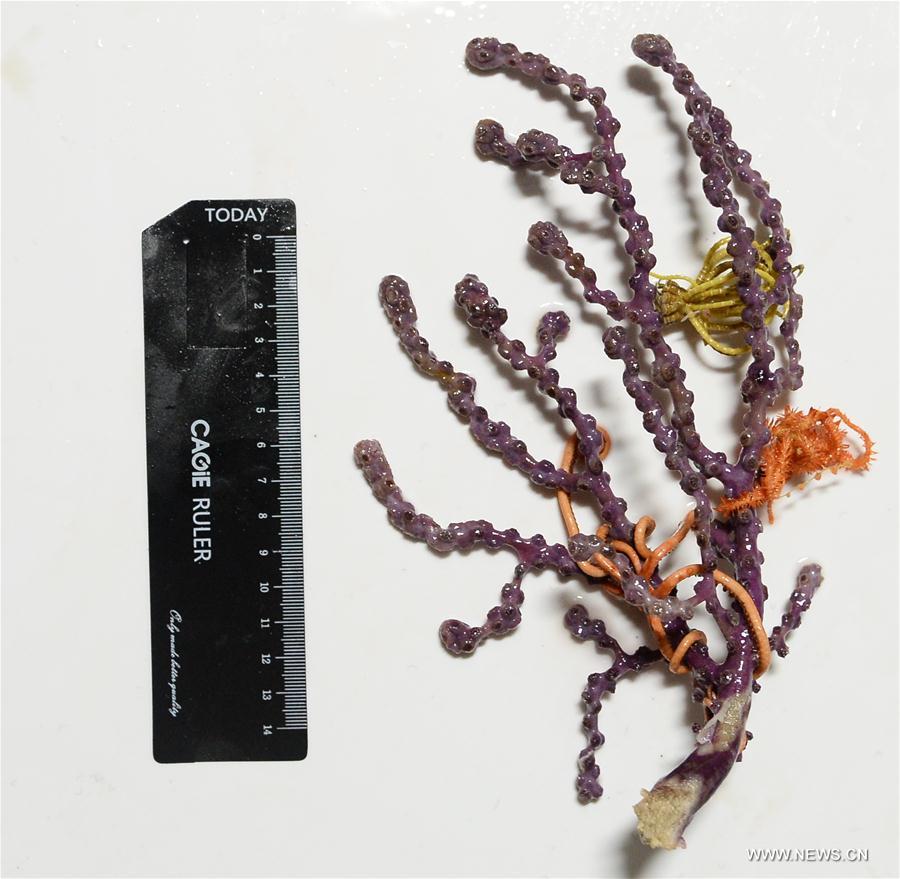 WEST PACIFIC-CHINA-KEXUE-CAROLINE SEAMOUNT-SCIENCE (CN)