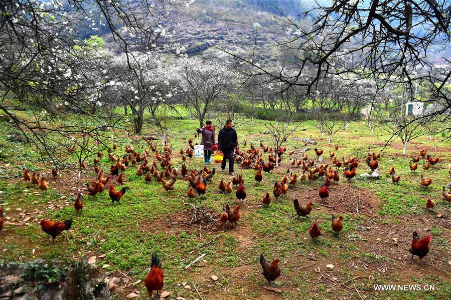 CHINA-GUANGXI-RONG'AN-RURAL DEVELOPMENT (CN)