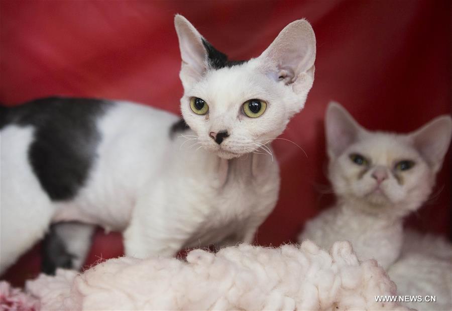 CANADA-TORONTO-CAT SHOW COMPETITION