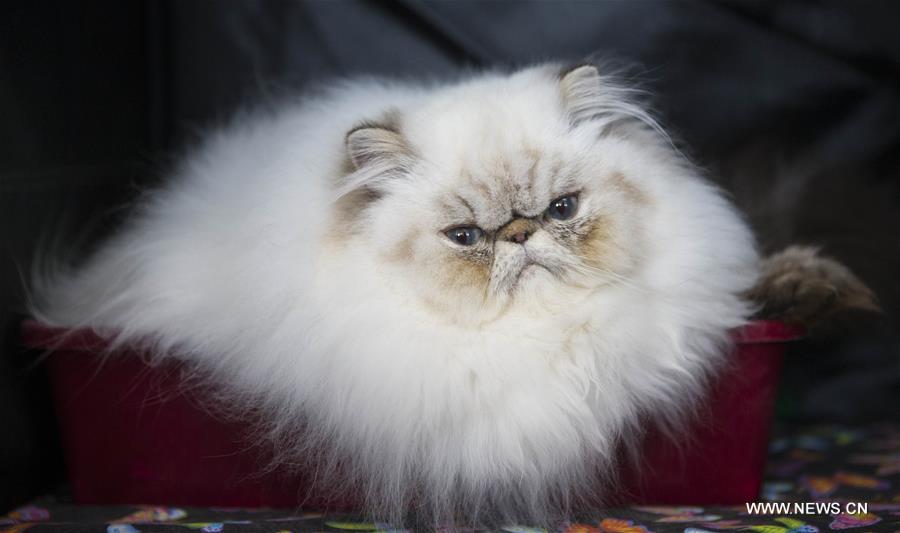 CANADA-TORONTO-CAT SHOW COMPETITION