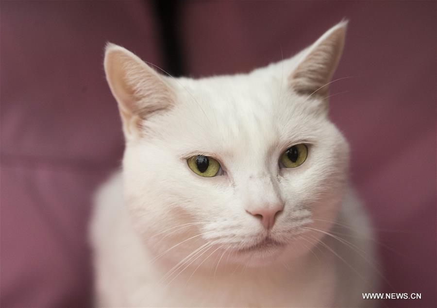 CANADA-TORONTO-CAT SHOW COMPETITION