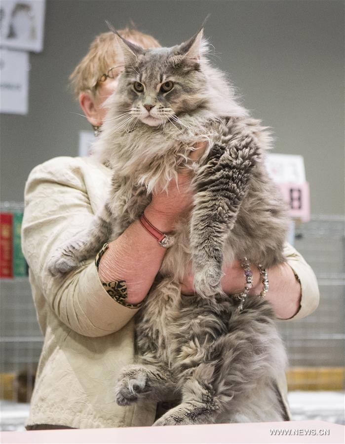 CANADA-TORONTO-CAT SHOW COMPETITION