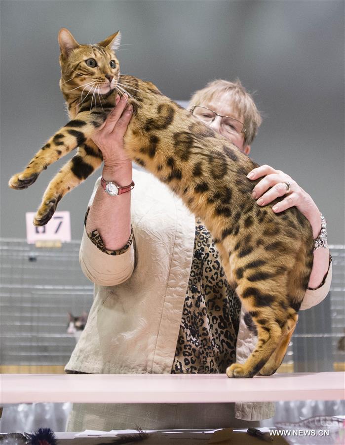 CANADA-TORONTO-CAT SHOW COMPETITION