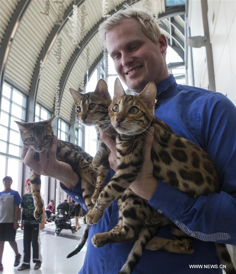 CANADA-TORONTO-CAT SHOW COMPETITION