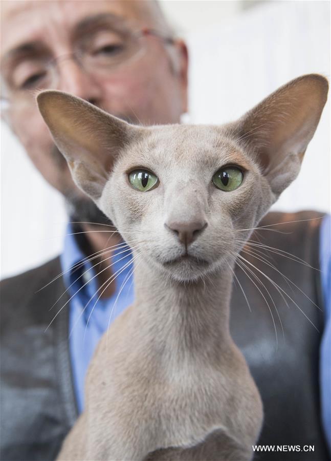 CANADA-TORONTO-CAT SHOW COMPETITION