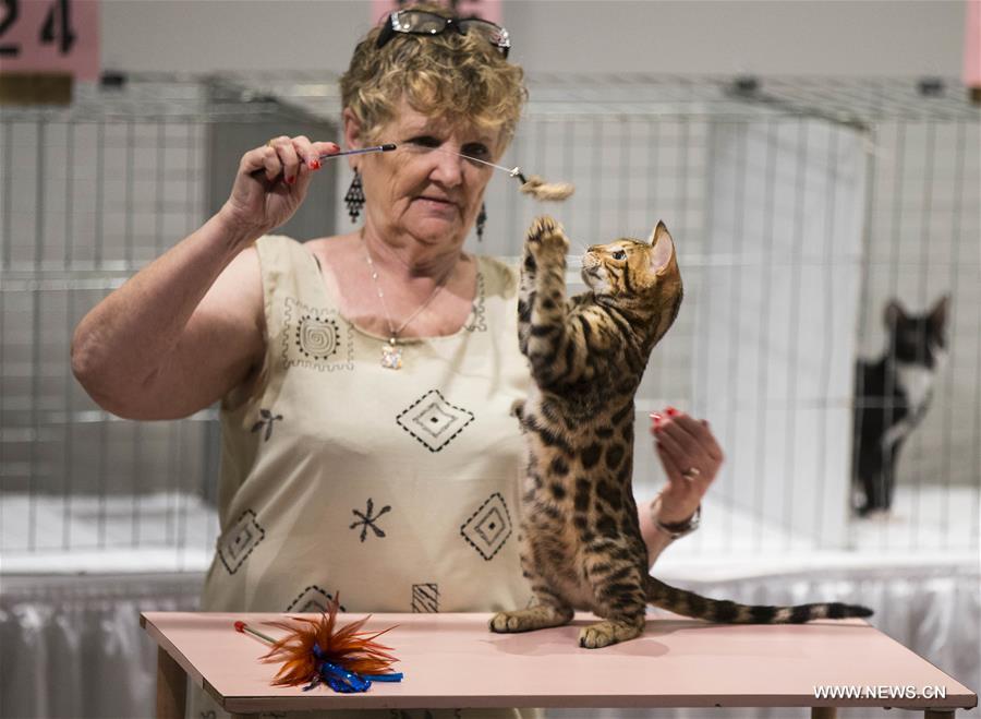 CANADA-TORONTO-CAT SHOW COMPETITION
