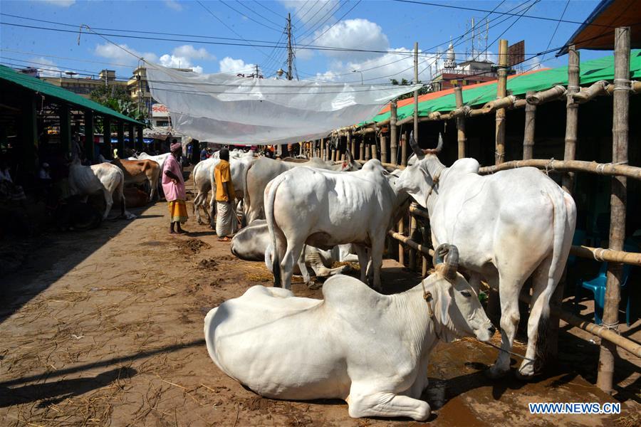 BANGLADESH-DHAKA-EID-AL-ADHA-ANIMALS