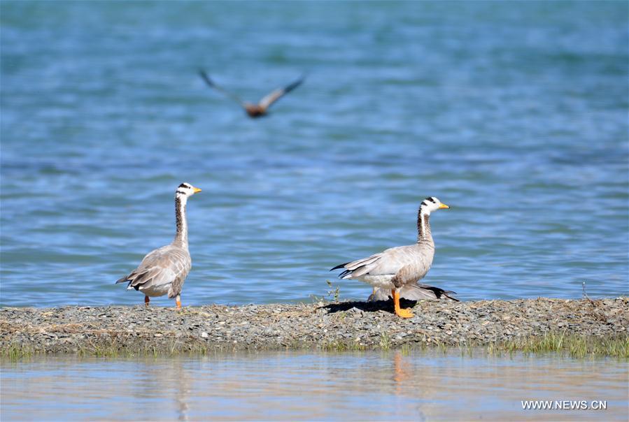 CHINA-TIBET-ENVIRONMENT-ANIMALS(CN)