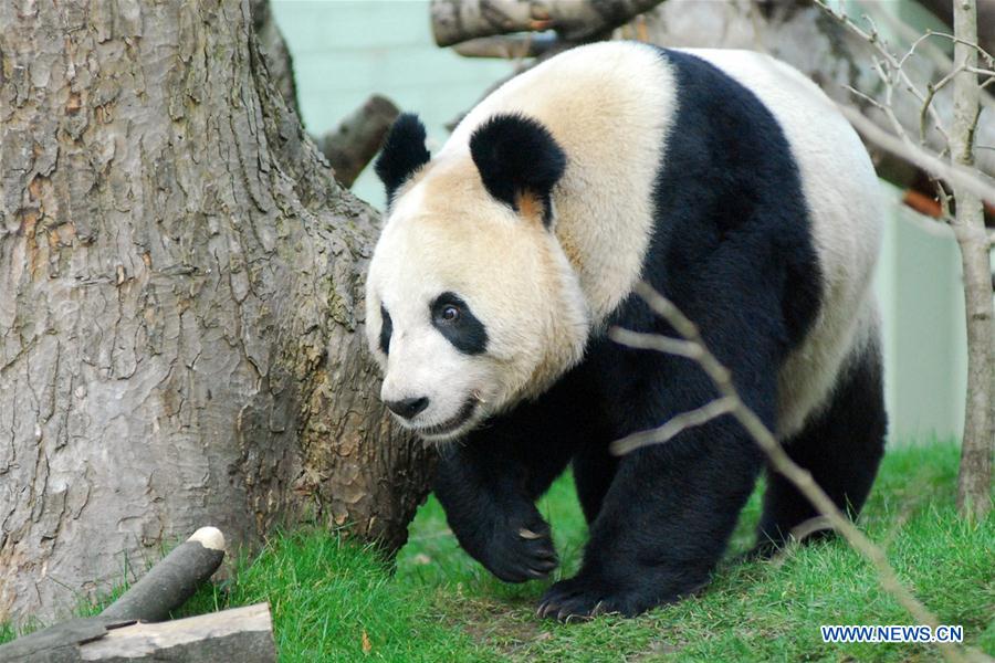 BRITAIN-LONDON-EDINBURGH ZOO-GIANT PANDA-PREGNANCY