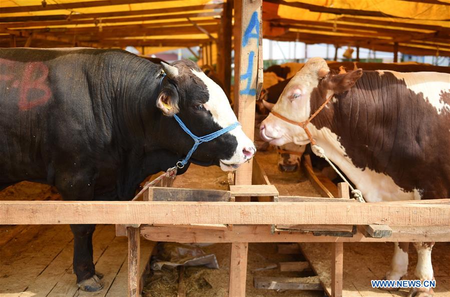 TURKEY-ISTANBUL-ANIMAL MARKET