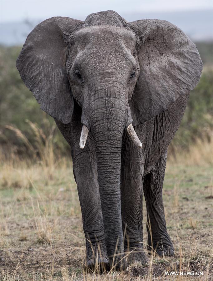 KENYA-MAASAI MARA NATIONAL RESERVE-ANIMALS