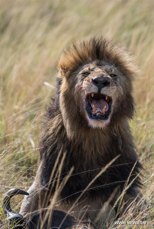 KENYA-MAASAI MARA NATIONAL RESERVE-ANIMALS