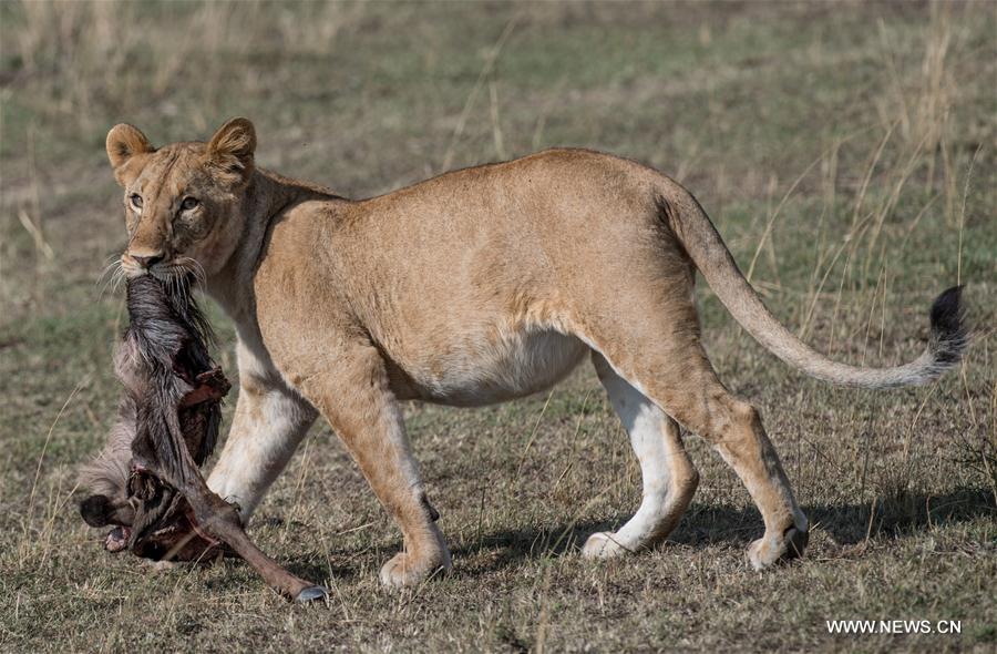 KENYA-MAASAI MARA NATIONAL RESERVE-ANIMALS