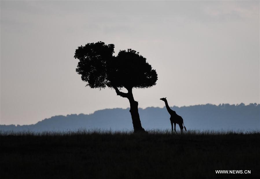 KENYA-MAASAI MARA NATIONAL RESERVE-ANIMALS