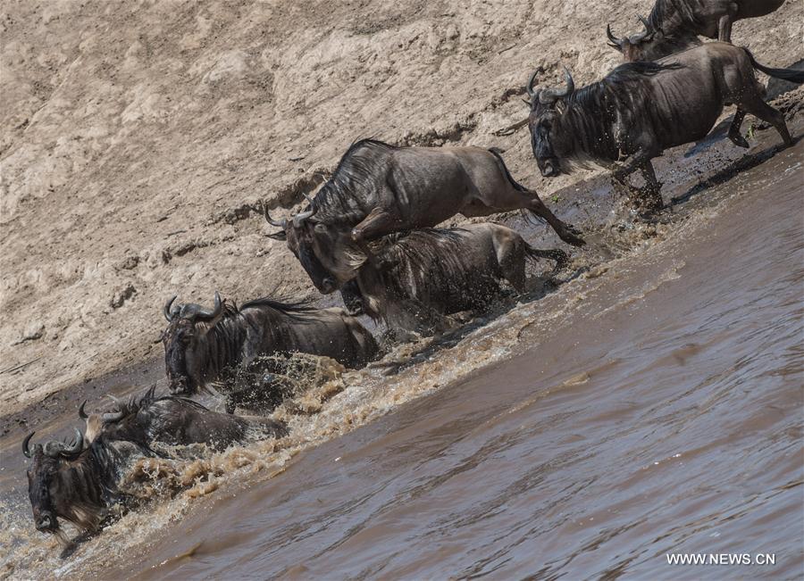 KENYA-MAASAI MARA NATIONAL RESERVE-ANIMALS