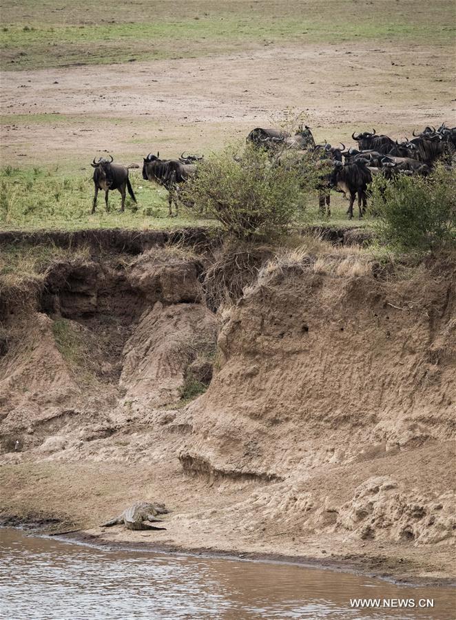 KENYA-MAASAI MARA NATIONAL RESERVE-ANIMALS