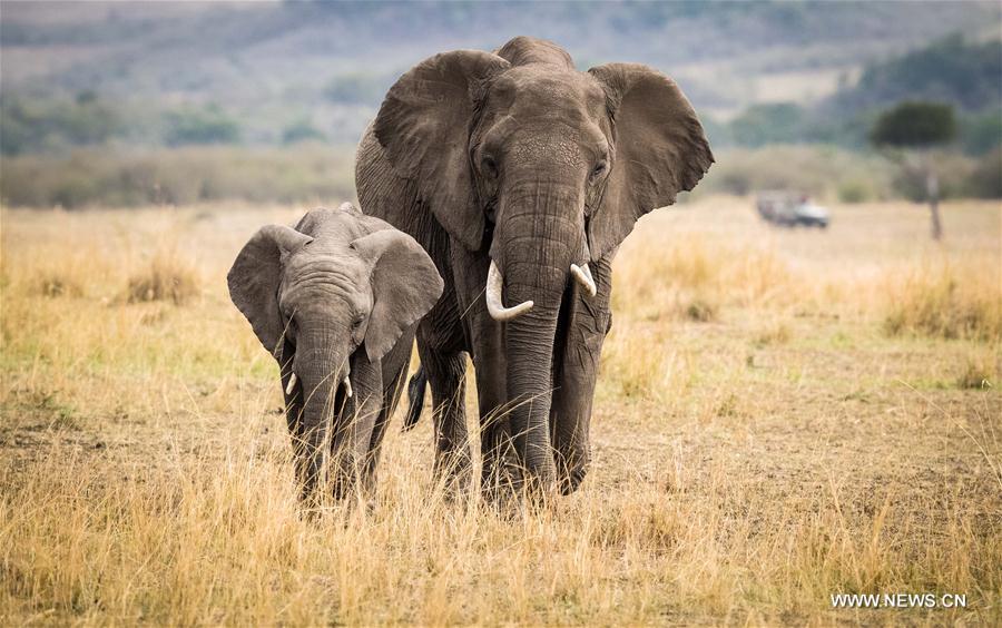 KENYA-MAASAI MARA NATIONAL RESERVE-ANIMALS