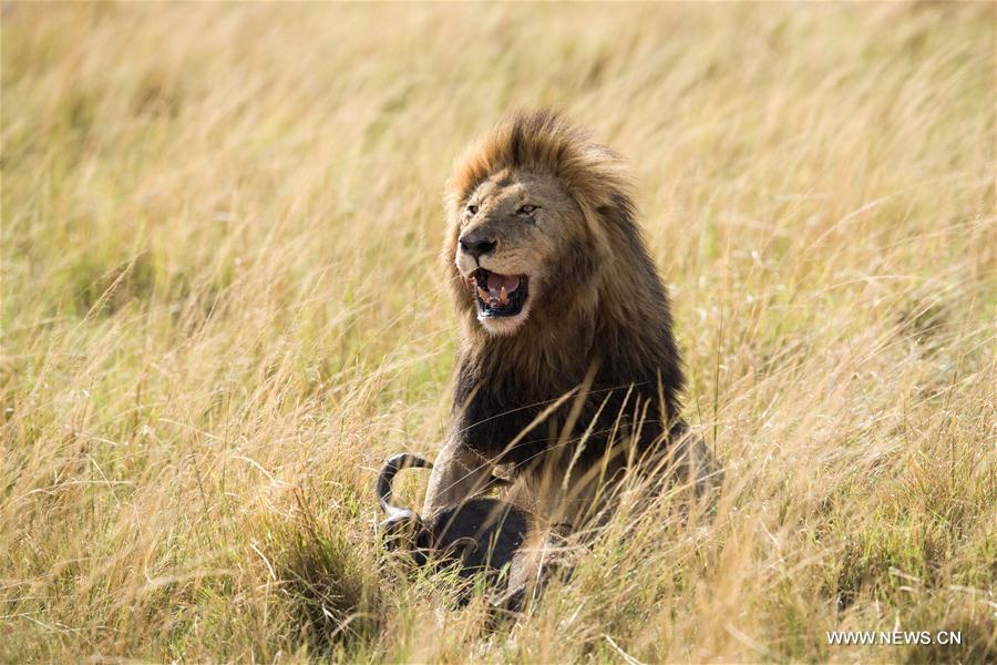 KENYA-MAASAI MARA NATIONAL RESERVE-ANIMALS