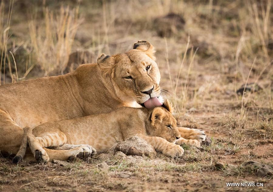 KENYA-MAASAI MARA NATIONAL RESERVE-ANIMALS