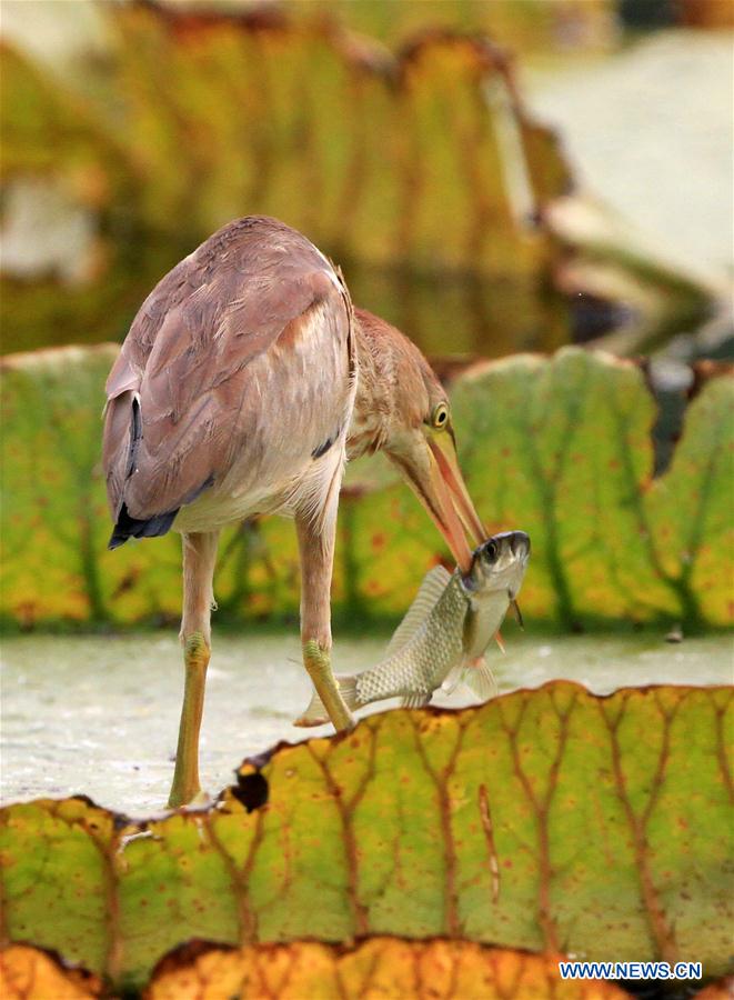 #CHINA-BEIJING-PARK-SCENE (CN)