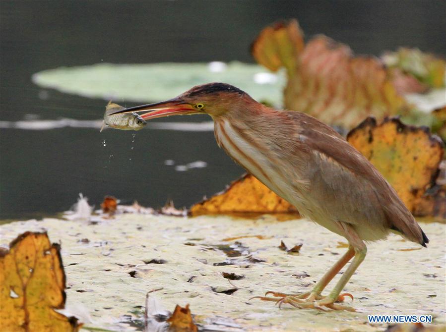 #CHINA-BEIJING-PARK-SCENE (CN)