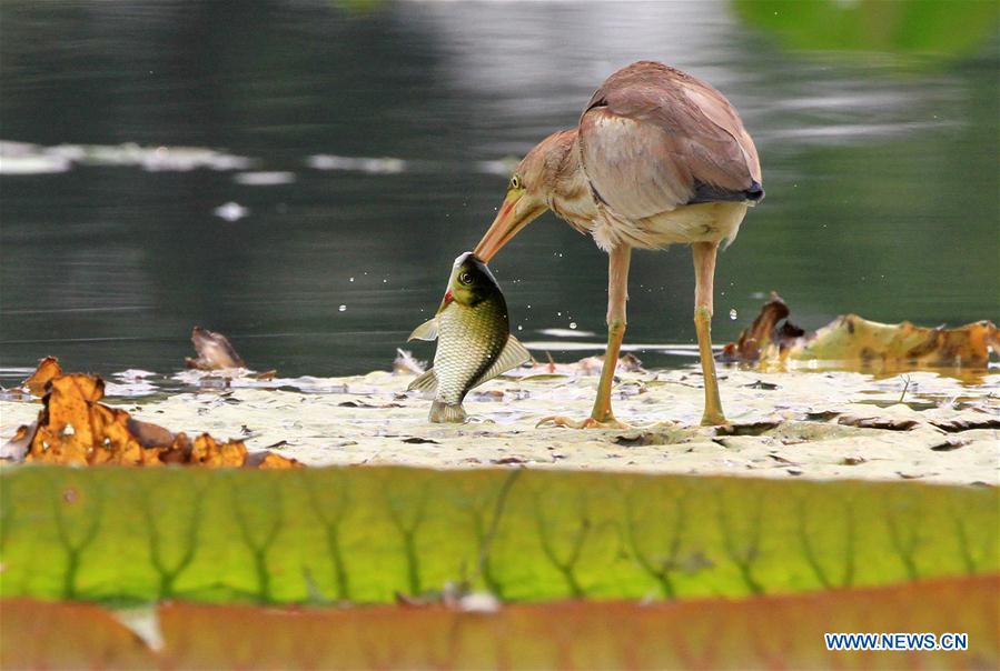 #CHINA-BEIJING-PARK-SCENE (CN)