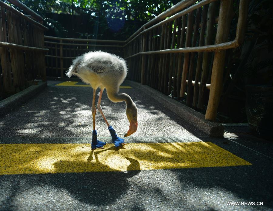 SINGAPORE-FLAMINGO-SHOES