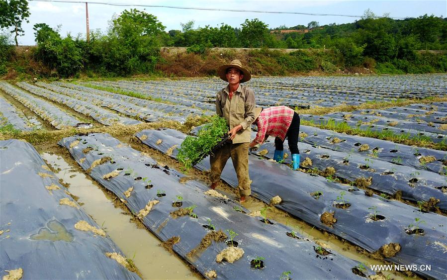 CHINA-GUANGXI-BAISE-VEGETABLE-ECONOMY(CN)