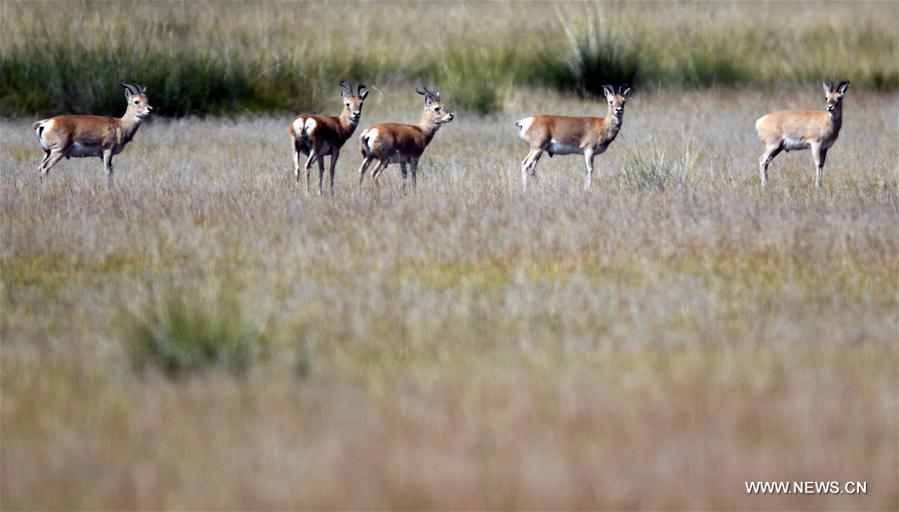 CHINA-QINGHAI-GAZELLE-RECOVERY (CN)