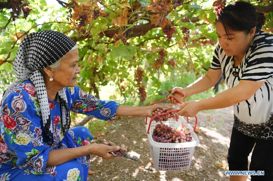 CHINA-XINJIANG-TURPAN-GRAPE-HARVEST (CN)