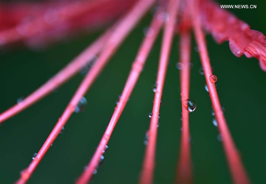 #CHINA-JIANGSU-HUAIAN-WEATHER-DEW(CN)