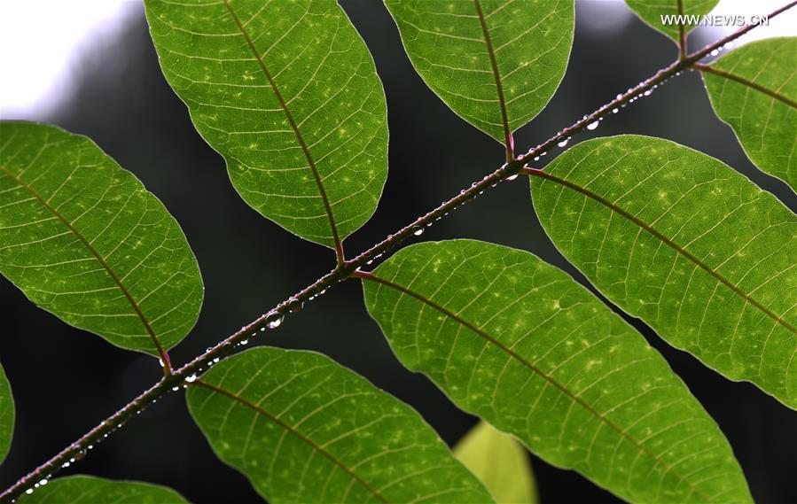 #CHINA-JIANGSU-HUAIAN-WEATHER-DEW(CN)