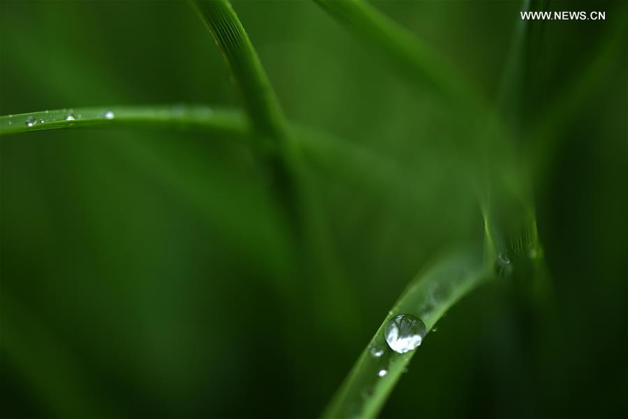 #CHINA-JIANGSU-HUAIAN-WEATHER-DEW(CN)