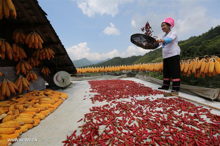 #CHINA-GUANGXI-LONGSHENG-HARVEST (CN)