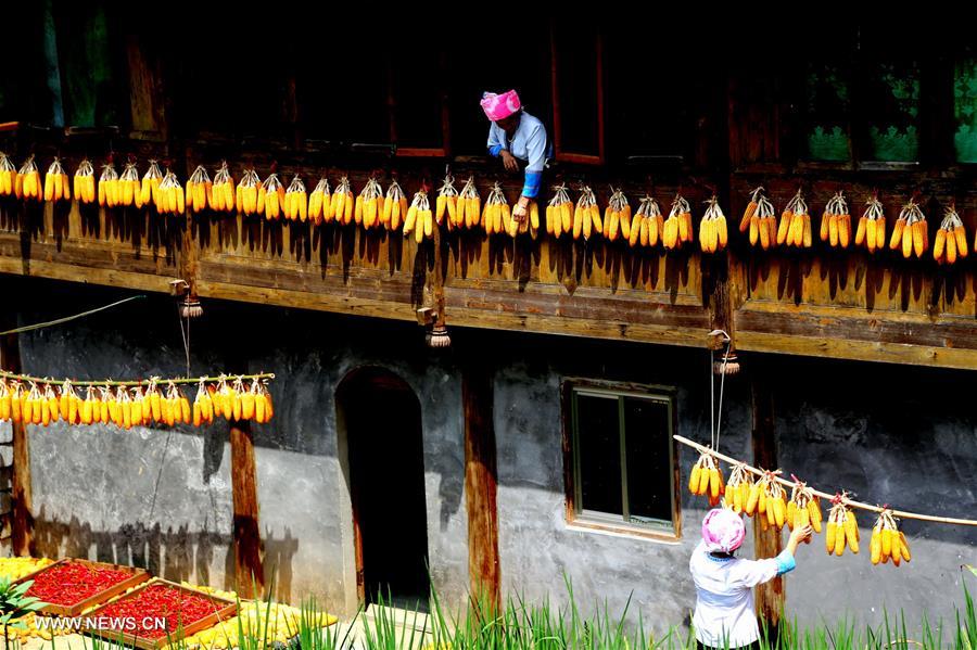 #CHINA-GUANGXI-LONGSHENG-HARVEST (CN)