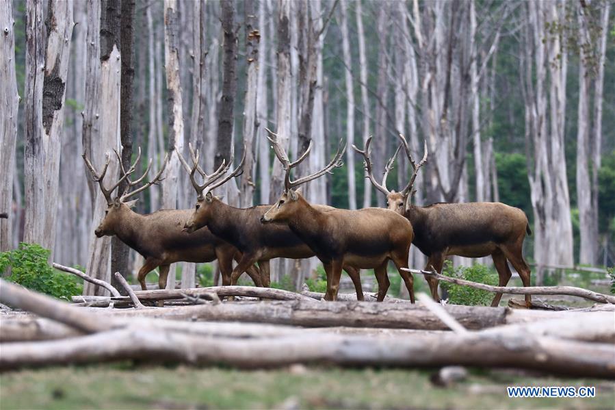 #CHINA-JIANGSU-ELK-NATURE RESERVE(CN) 