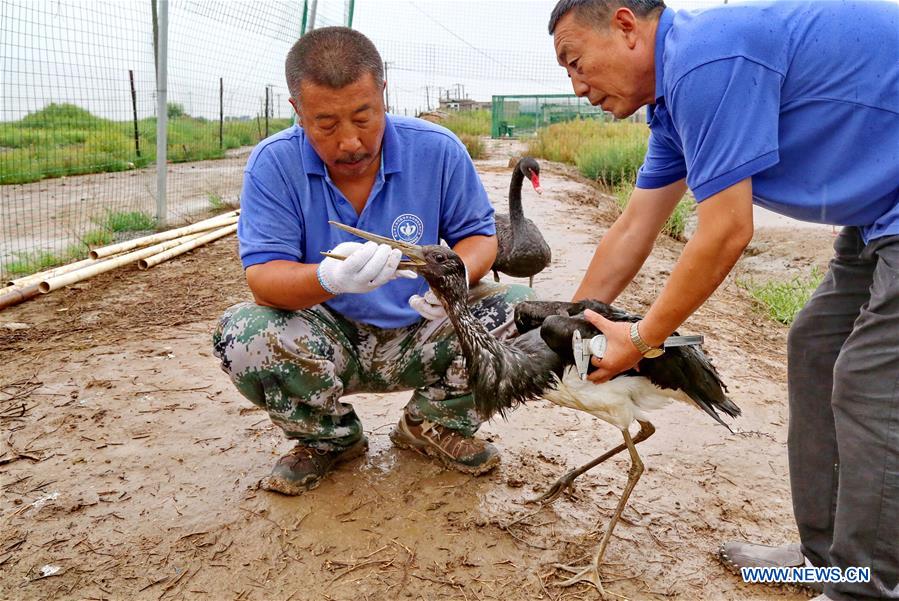 CHINA-HEBEI-WILD BIRD-PROTECTION (CN)