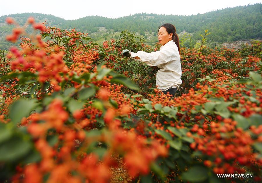 #CHINA-SHANDONG-PEPPERS-HARVEST (CN) 