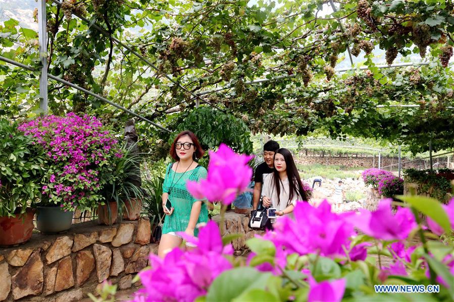 CHINA-HEBEI-GRAPE INDUSTRY (CN)