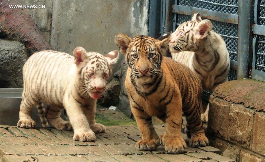 #CHINA-SHANDONG-JINAN-TIGER TRIPLETS (CN) 