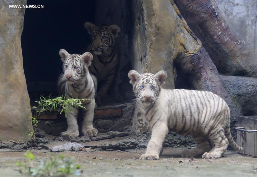 #CHINA-SHANDONG-JINAN-TIGER TRIPLETS (CN)