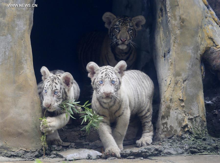 #CHINA-SHANDONG-JINAN-TIGER TRIPLETS (CN)