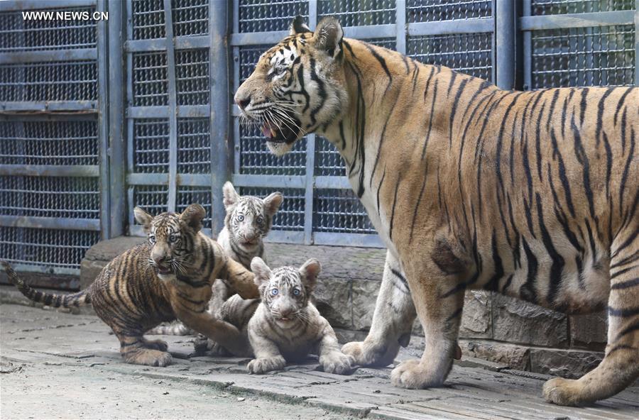 #CHINA-SHANDONG-JINAN-TIGER TRIPLETS (CN)