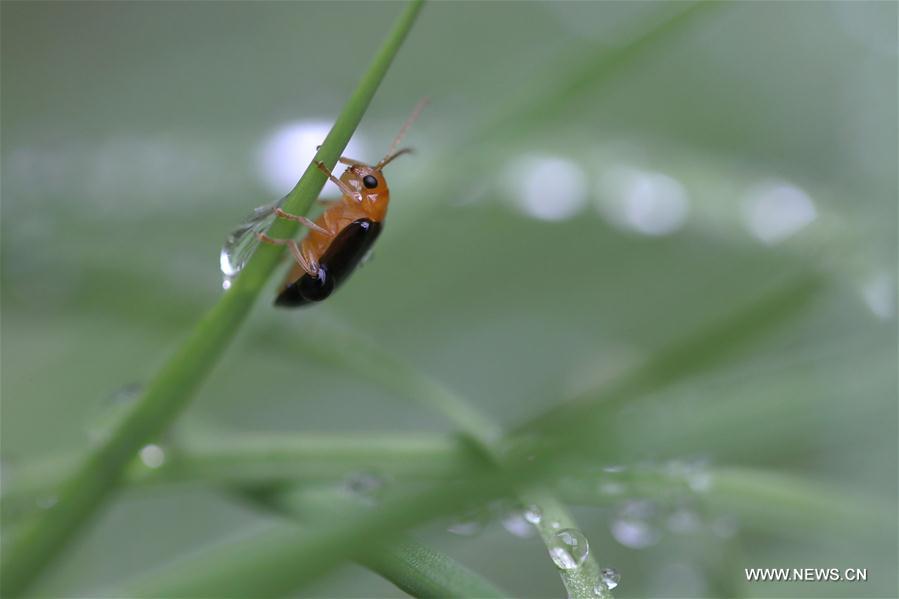 #CHINA-AUTUMN-WHITE DEW(CN)