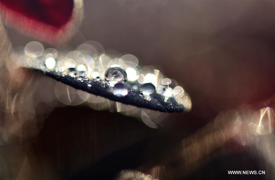 #CHINA-AUTUMN-WHITE DEW(CN)