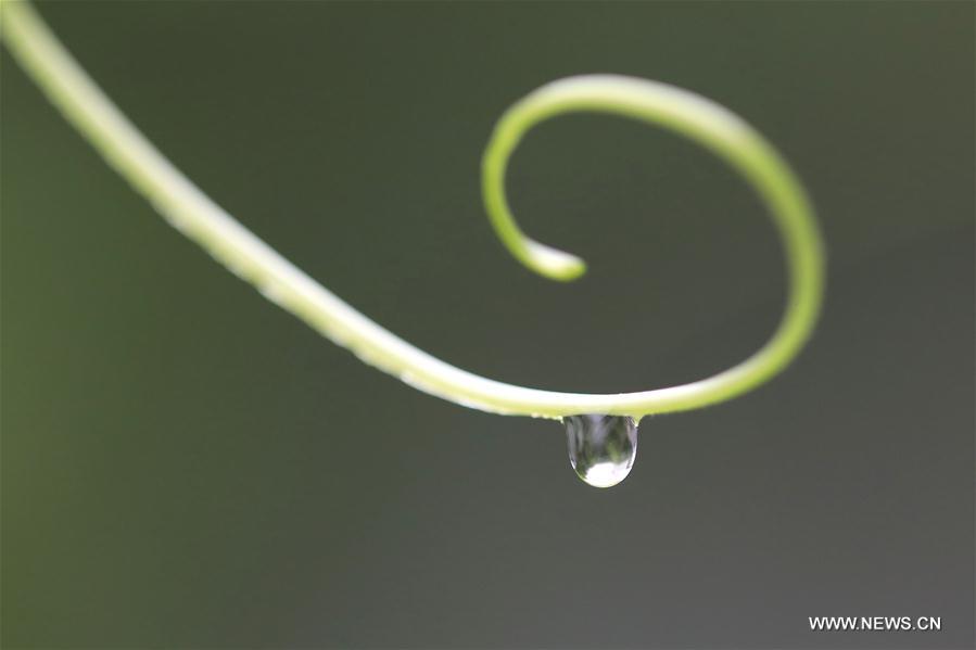 #CHINA-AUTUMN-WHITE DEW(CN)