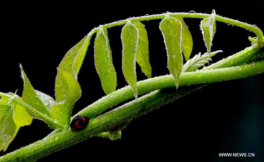 #CHINA-AUTUMN-WHITE DEW(CN)