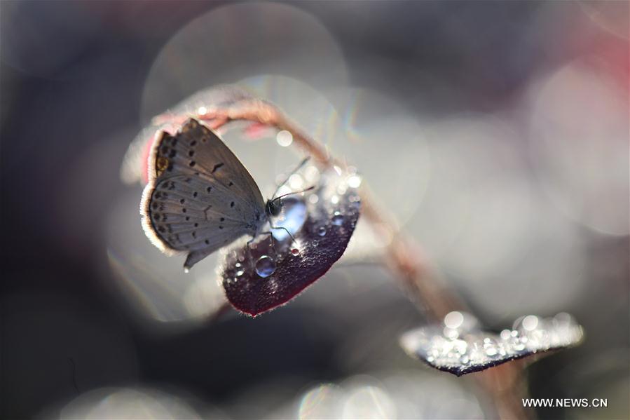 #CHINA-AUTUMN-WHITE DEW(CN)